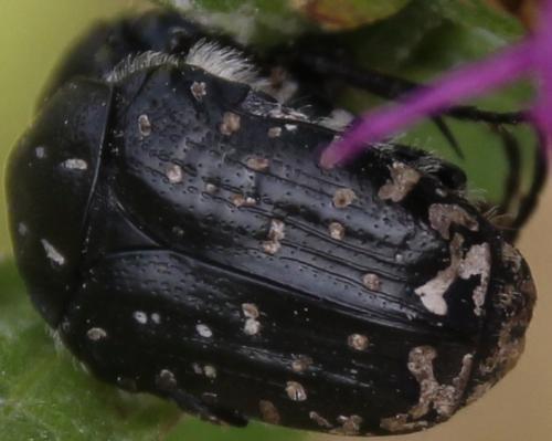 Oxythyrea funesta